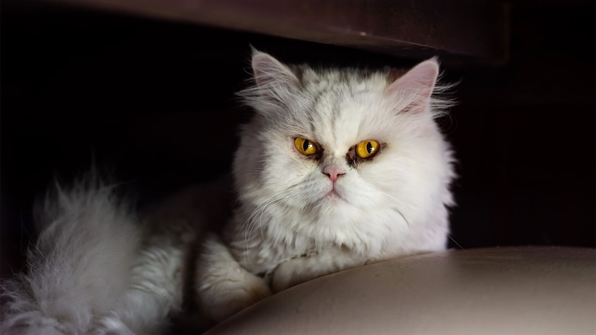 冰与火之歌，突尼斯凌厉一波带走冰岛，巴雷拉在排名争夺战接管比赛