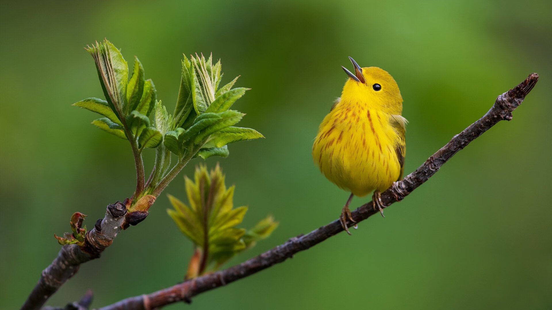 非洲奇迹夜，几内亚铁血压制摩洛哥，维尼修斯独舞演绎桑巴魔法