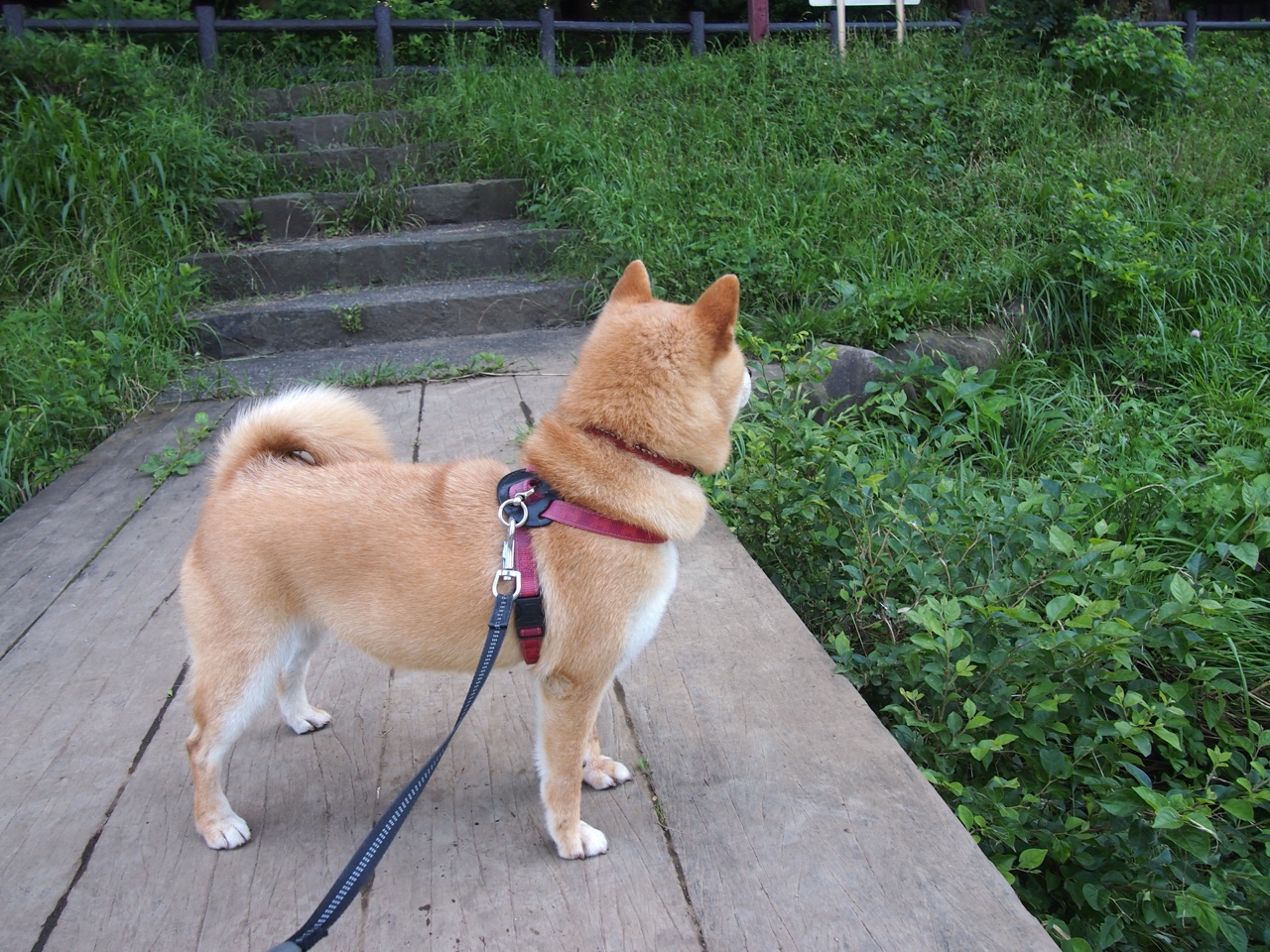 体育跨界盛宴，意甲焦点战与广东队强压独行侠的激情碰撞