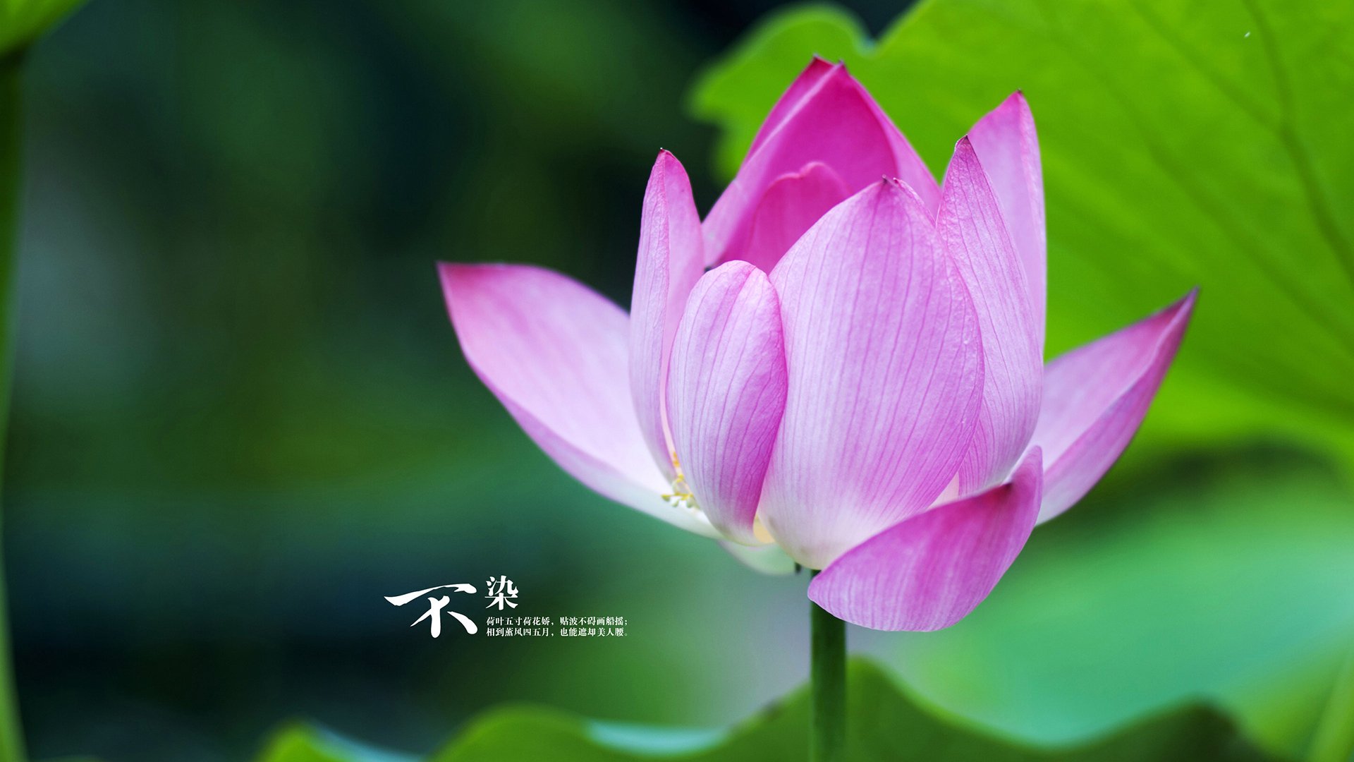 绿茵场与篮球馆的双重奏，意甲焦点战与马刺制霸独行侠的体育狂想曲