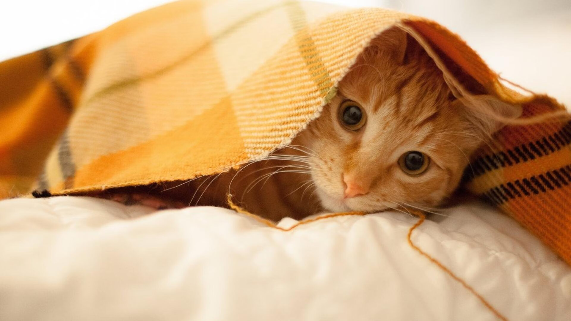 维尼修斯统治级表现闪耀友谊赛,雷恩3-1轻取卡塔尔国家队