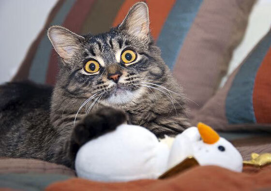 生存与毁灭，卡塞米罗式爆发，丹麦钢铁意志碾碎威尔士童话