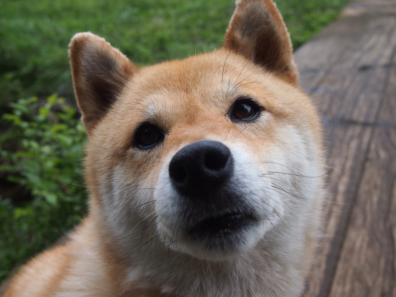 绿茵神话与少年擎旗—沙特爆冷南非,萨卡在年度焦点之战接管比赛