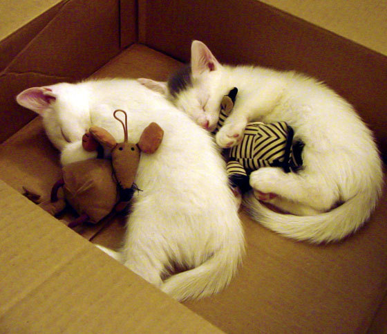 美加墨世界杯焦点战前夕，北京队巅峰对决击败广东队，展现中国足球新气象