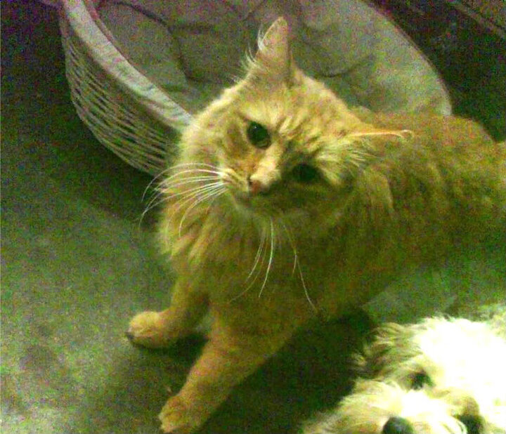 文班亚马连砍12分定乾坤,开拓者主场降服灰熊