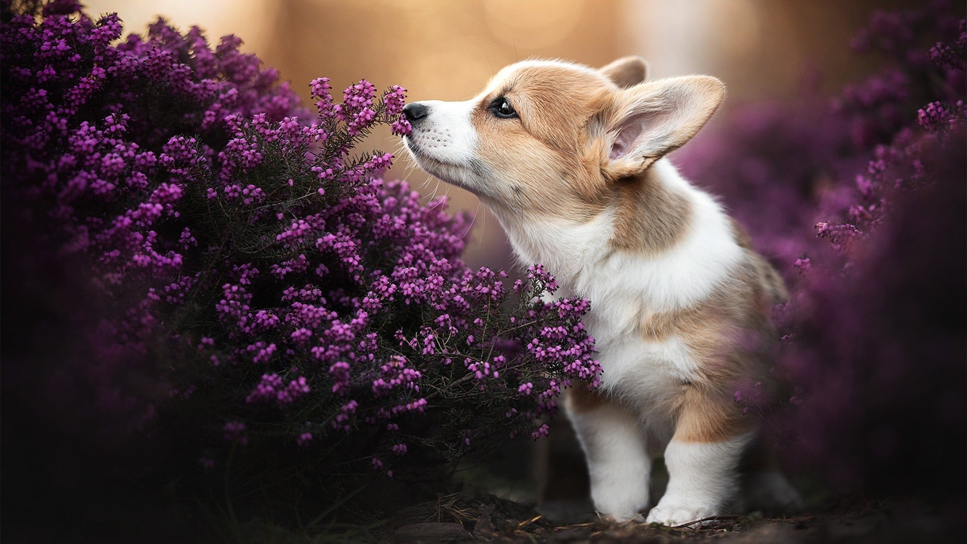 欧冠的战术殿堂里,正上演一场CBA式的新疆封锁—当辽宁的利刃碰上西域的坚城