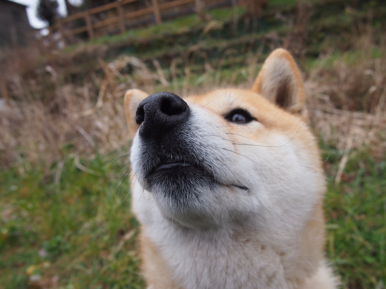 跨越时空的统治力,从76人主场到2026世界杯,西亚卡姆的进化之路