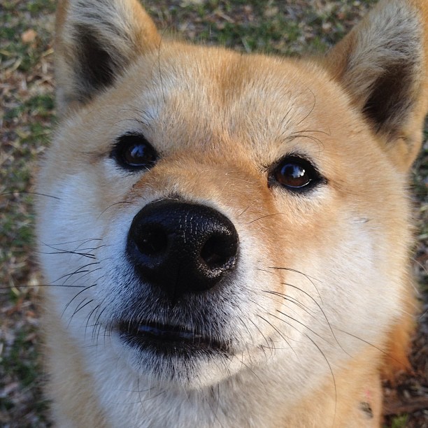 火箭斩落掘金，一次团队的胜利与杜兰特迟到的自我救赎