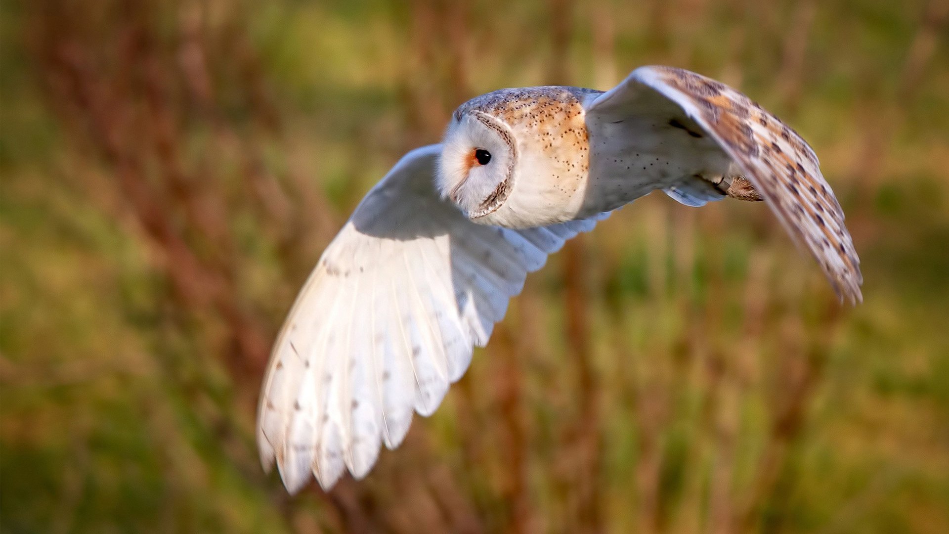 阿森纳巅峰对决胜出摩纳哥，英超争冠焦点战背后的士气转折