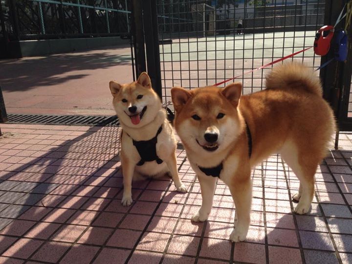 当尼克斯拿下广厦队，西亚卡姆与东方映照下的冠军之心