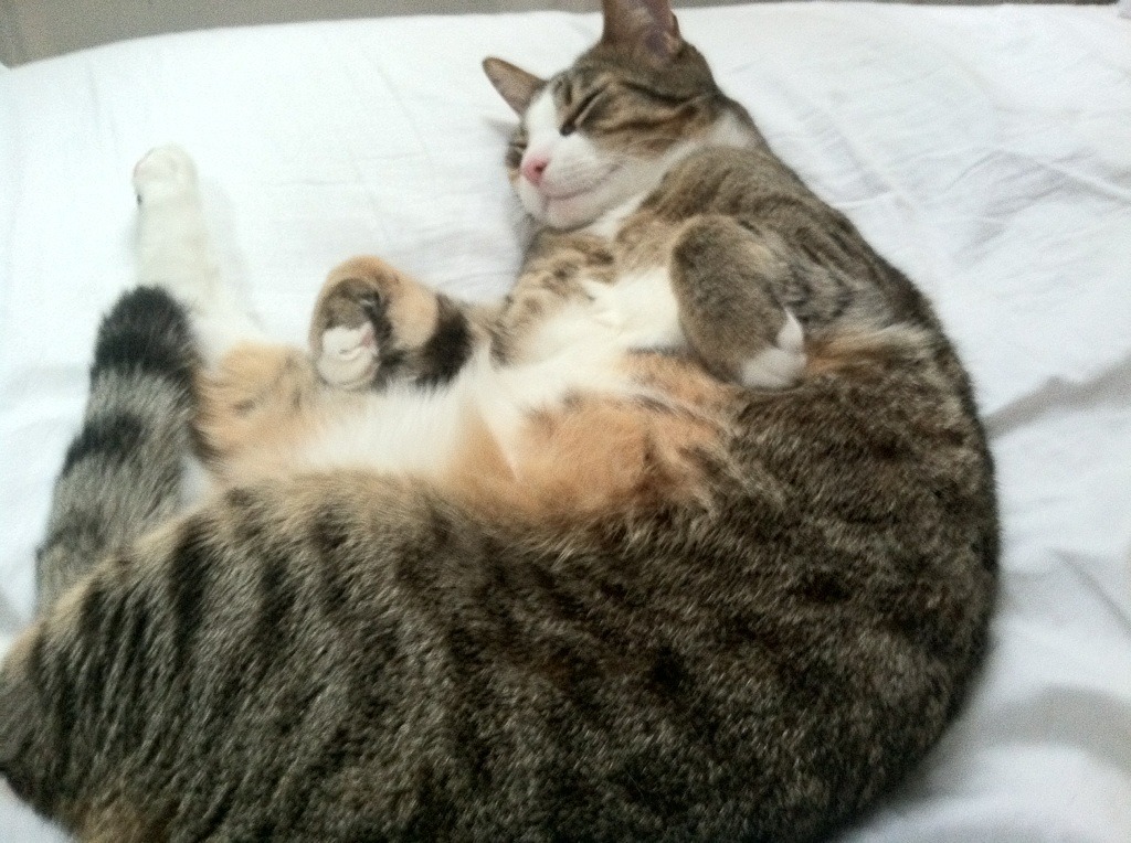 今夜无解，赖斯与那场撕裂宿命的抢七之战