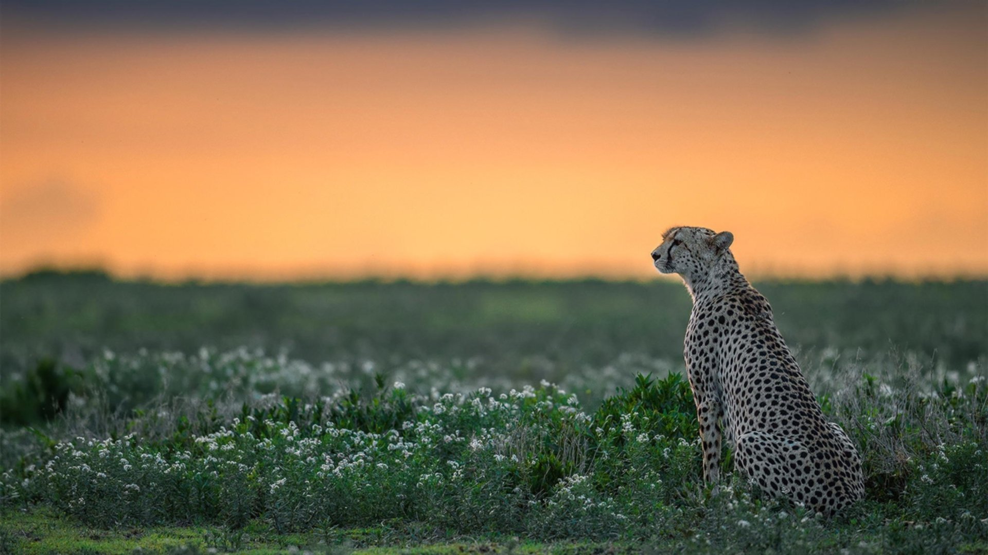 葡萄牙节奏掌控罗马，萨内关键先生闪耀全场